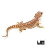 9 -11 Inch Inferno Bearded Dragon - Image 3