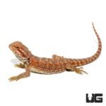 9 -11 Inch Inferno Bearded Dragon - Image 4