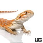 8-10 Inch Hypo Inferno Blue Bar Bearded Dragon - Image 2