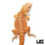 8-10 Inch Hypo Inferno Blue Bar Bearded Dragon