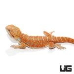 8-10 Inch Hypo Inferno Blue Bar Bearded Dragon - Image 3