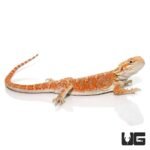 8-10 Inch Hypo Inferno Blue Bar Bearded Dragon - Image 4