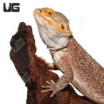 Adult Bearded Dragon LIVE - Image 2