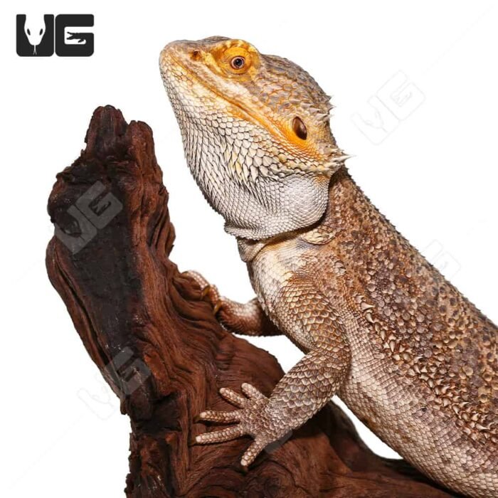 Adult Male Bearded Dragon - Image 2