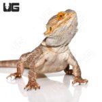 Adult Bearded Dragon LIVE - Image 4