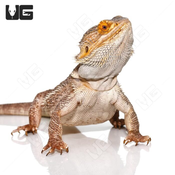Adult Male Bearded Dragon - Image 4