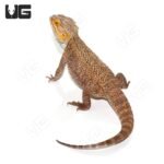 Adult Bearded Dragon LIVE - Image 3