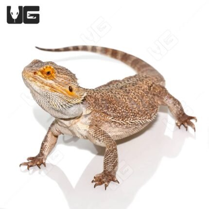 Adult Bearded Dragon LIVE