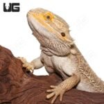 Adult Male Bearded Dragon #2 - Image 2