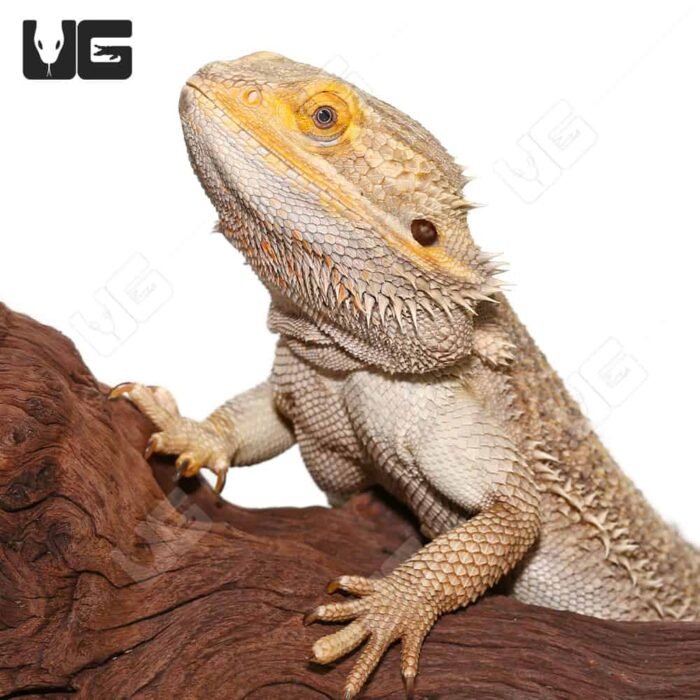Adult Male Bearded Dragon #2 - Image 2