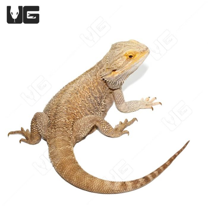 Adult Male Bearded Dragon #2 - Image 4