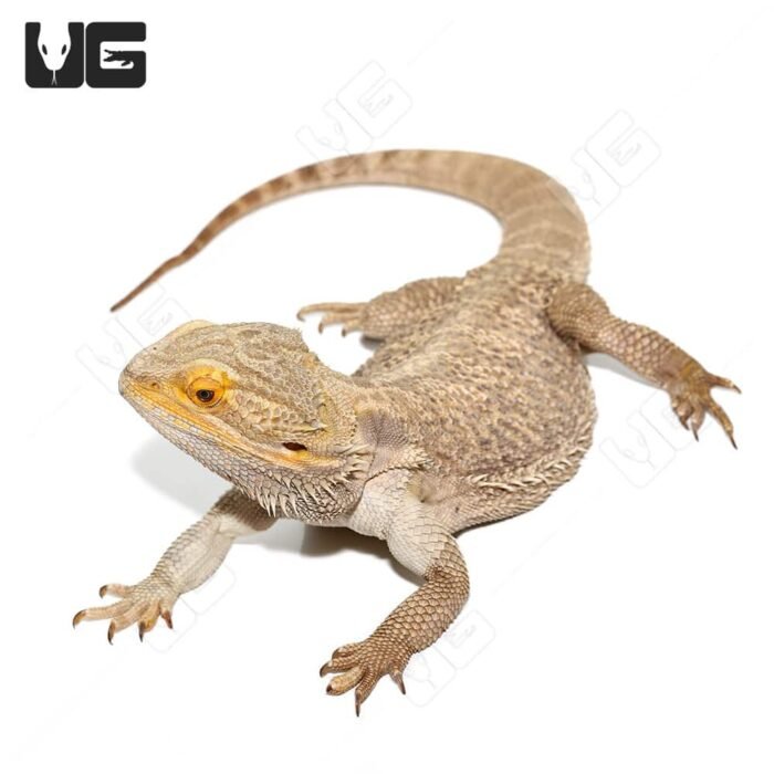 Adult Male Bearded Dragon #2 - Image 1