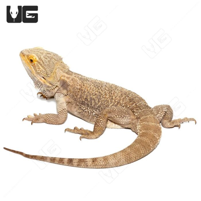Adult Male Bearded Dragon #2 - Image 3