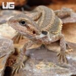 Baby Translucent Genetic Stripe Bearded Dragon (4 – 5″) - Image 3