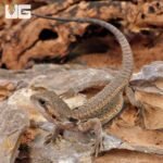 Baby Translucent Genetic Stripe Bearded Dragon (4 – 5″) - Image 4