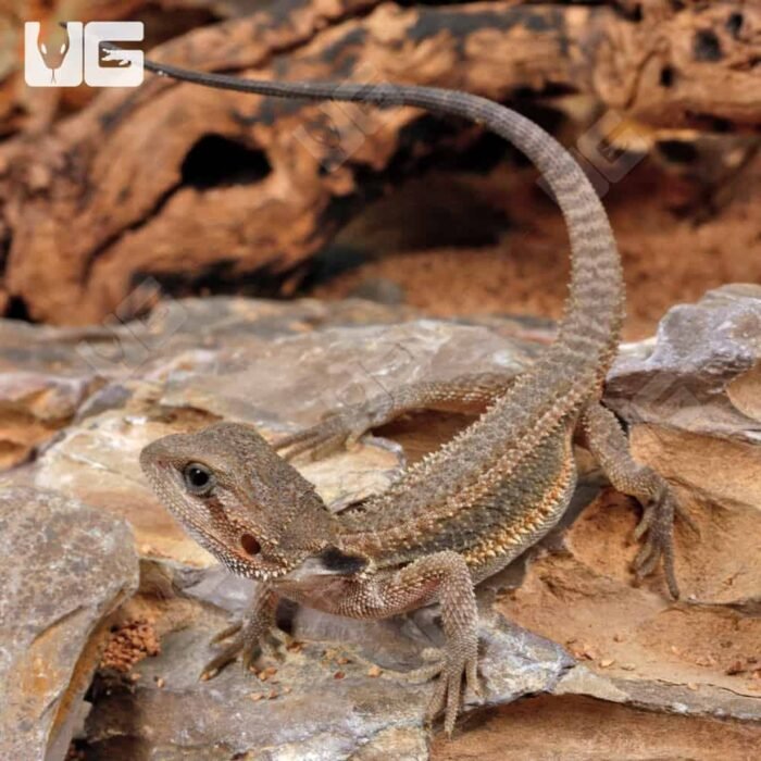Baby Translucent Genetic Stripe Bearded Dragon (4 – 5″) - Image 4