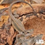 Baby Translucent Genetic Stripe Bearded Dragon (4 – 5″)
