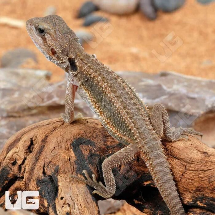 Baby Translucent Genetic Stripe Bearded Dragon (4 – 5″) - Image 2