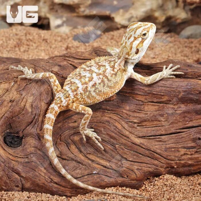 Citrus Bearded Dragon - Image 1