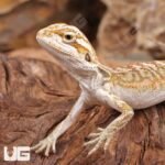 Citrus Bearded Dragon - Image 2