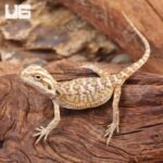 Citrus Bearded Dragon - Image 4