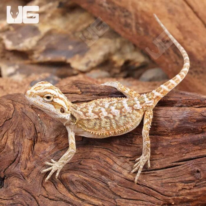 Citrus Bearded Dragon - Image 4
