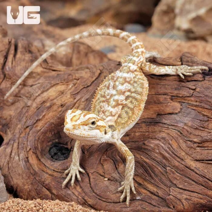 Citrus Bearded Dragon - Image 3