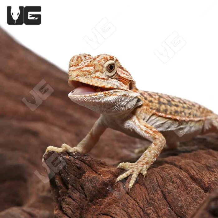 Baby Citrus Dunner Leatherback Bearded Dragon (4 – 5”) - Image 2