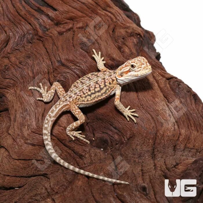Baby Citrus Dunner Leatherback Bearded Dragon (4 – 5”) - Image 1