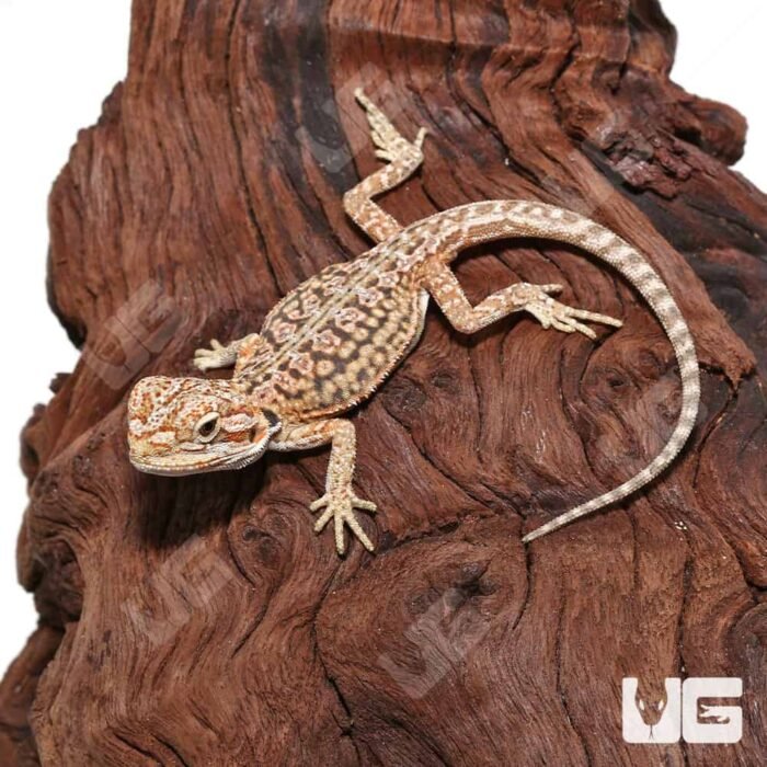 Baby Citrus Dunner Leatherback Bearded Dragon (4 – 5”) - Image 3