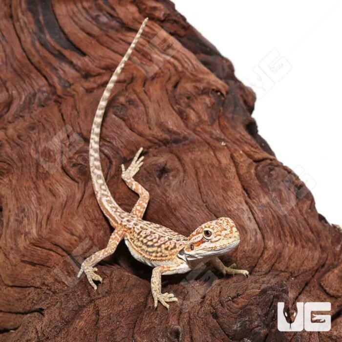 Baby Citrus Dunner Leatherback Bearded Dragon (4 – 5”) - Image 4