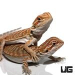 Baby Florida Orange Leatherback Bearded Dragon Pair