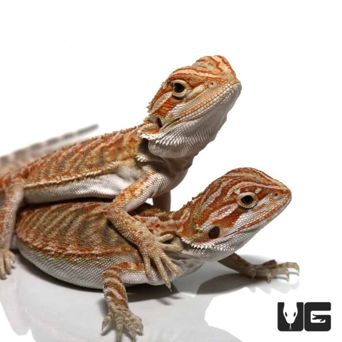 Baby Florida Orange Leatherback Bearded Dragon Pair - Image 1