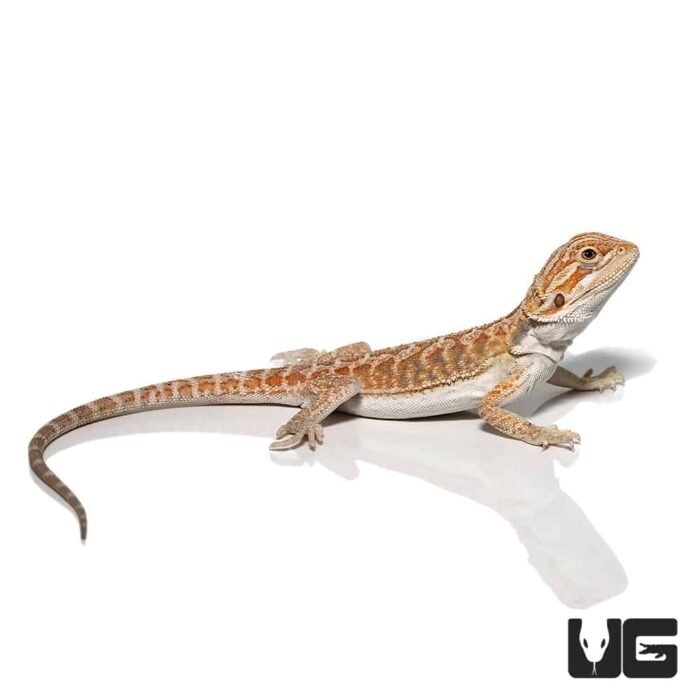 Baby Florida Orange Leatherback Bearded Dragon Pair - Image 3