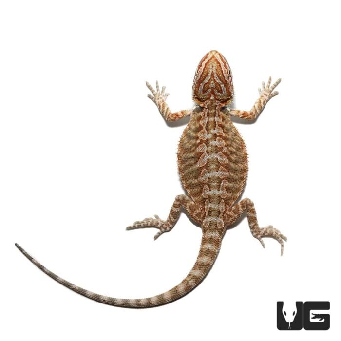 Baby Florida Orange Leatherback Bearded Dragon Pair - Image 2