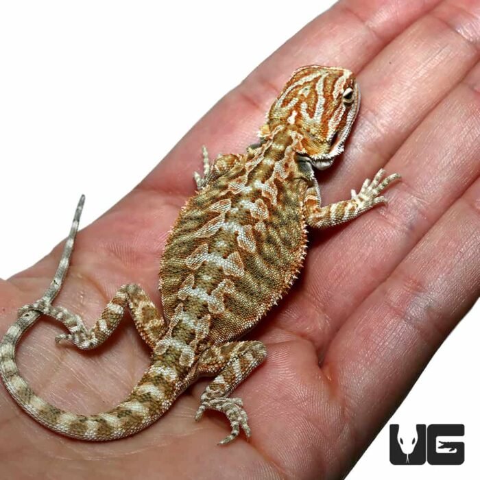 Baby Florida Orange Leatherback Bearded Dragon Pair - Image 4