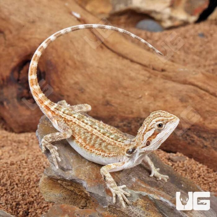 Baby Genetic Stripe Bearded Dragon (6 – 8″) - Image 3