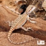 Baby Genetic Stripe Bearded Dragon (6 – 8″)