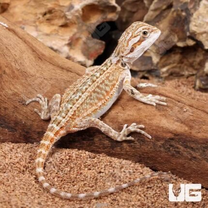 Baby Genetic Stripe Bearded Dragon (6 – 8″)
