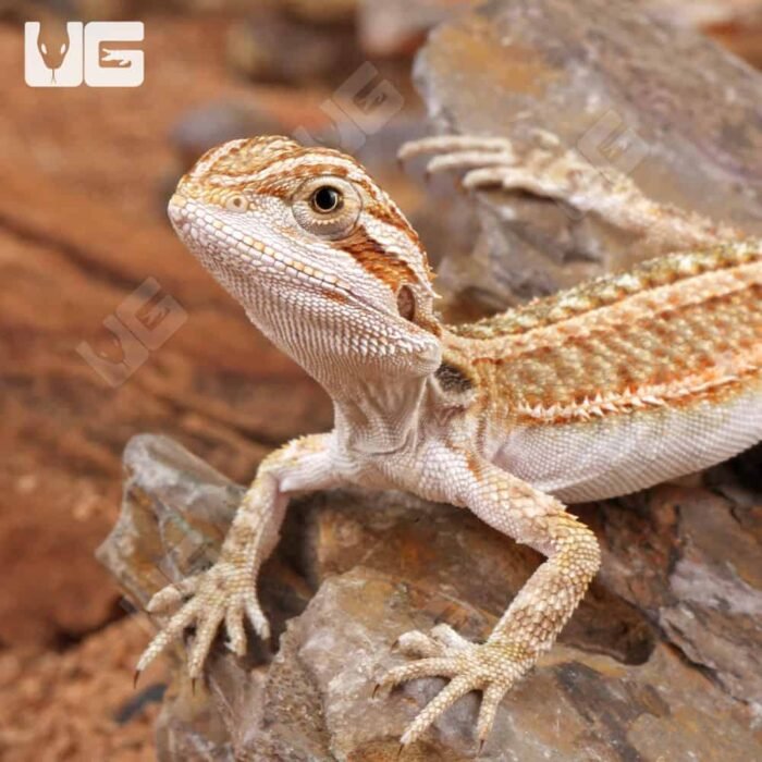 Baby Genetic Stripe Bearded Dragon (6 – 8″) - Image 2