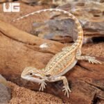 Baby Genetic Stripe Bearded Dragon (6 – 8″) - Image 4