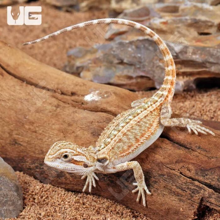Baby Genetic Stripe Bearded Dragon (6 – 8″) - Image 4