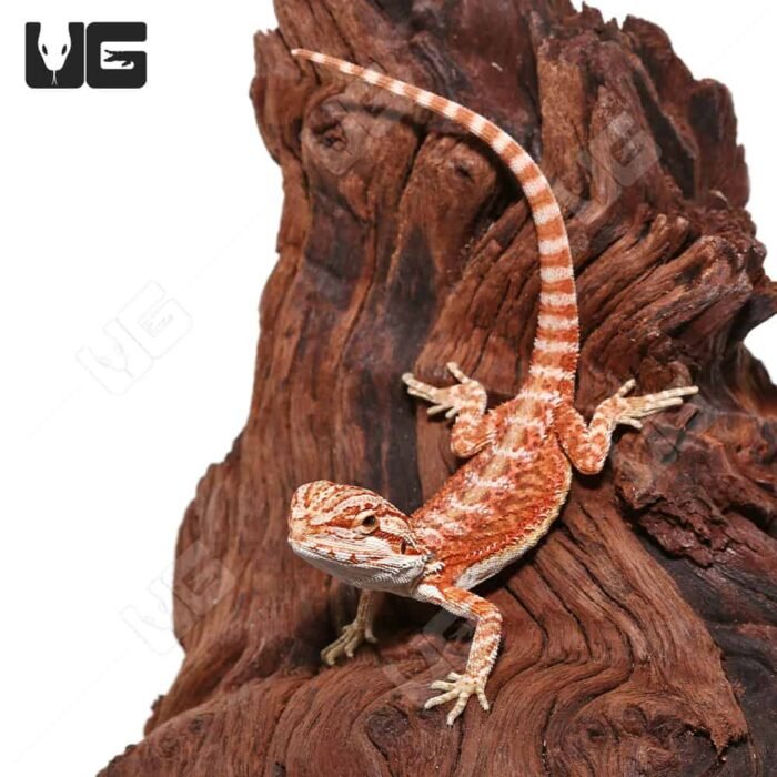Hypo Inferno Translucent Bearded Dragon - Image 1