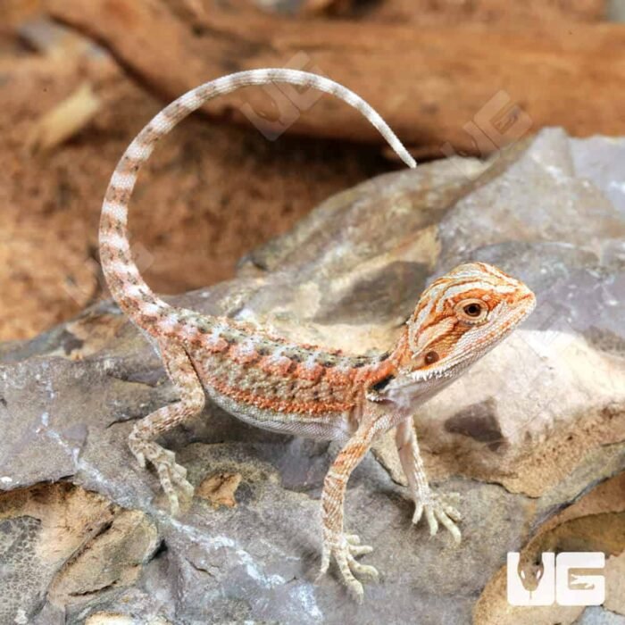 Baby Hypo Inferno Bearded Dragon (4 – 5″) - Image 3