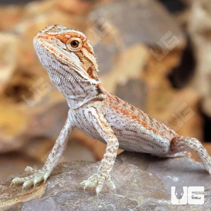 Baby Hypo Inferno Bearded Dragon (4 – 5″) - Image 2