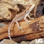 Baby Hypo Inferno Bearded Dragon (4 – 5″) - Image 4