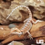 Baby Hypo Inferno Bearded Dragon (4 – 5″)