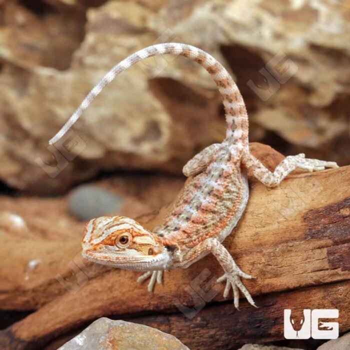 Baby Hypo Inferno Bearded Dragon (4 – 5″) - Image 1