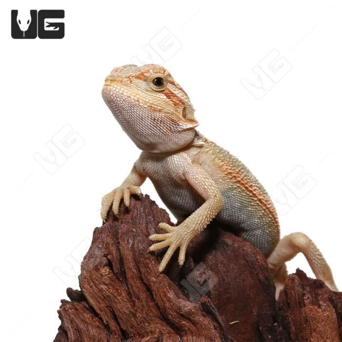 Baby Hypo Translucent Bearded Dragon (4 – 5″) - Image 2