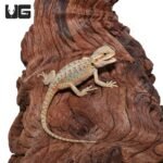 Baby Hypo Translucent Bearded Dragon (4 – 5″) - Image 3